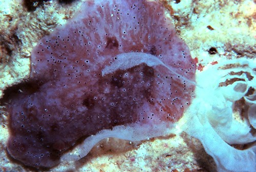 Peltodoris rubra