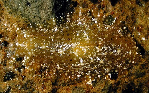 Petalifera ramosa