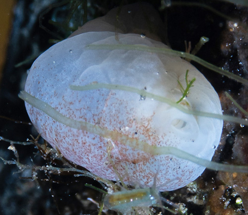 Phanerophthalmus anettae: underside, pale