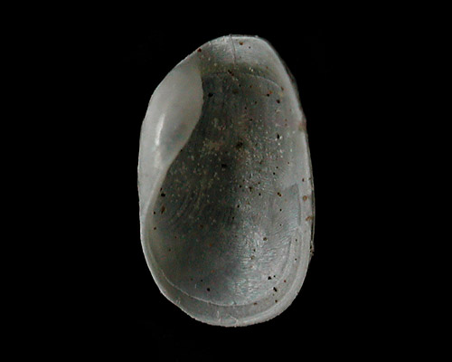 Phanerophthalmus perpallidus: shell