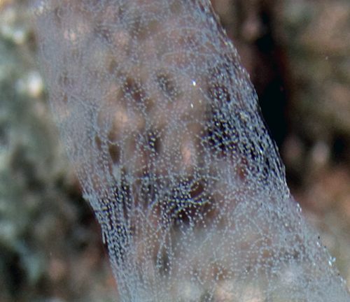 Philinopsis speciosa: egg mass, detail