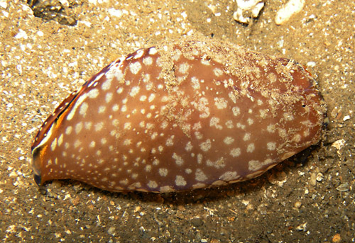 Philinopsis speciosa: underside