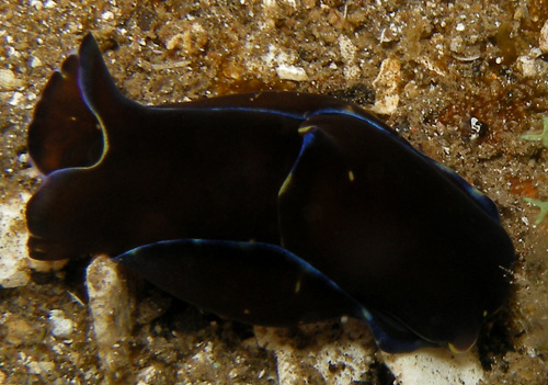 Philinopsis speciosa: dark with yellow spots