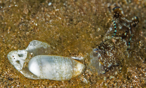 Philinopsis speciosa: attacking Aliculastrum debile