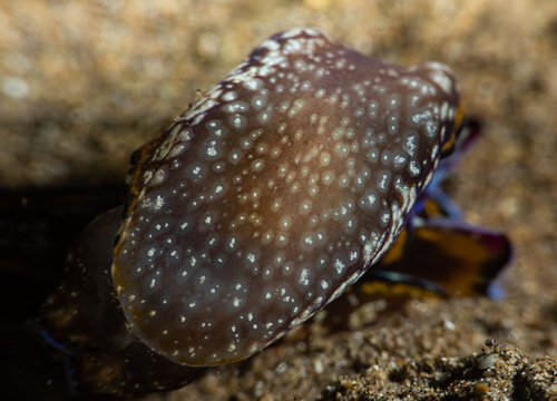 Philinopsis speciosa: underside, younger