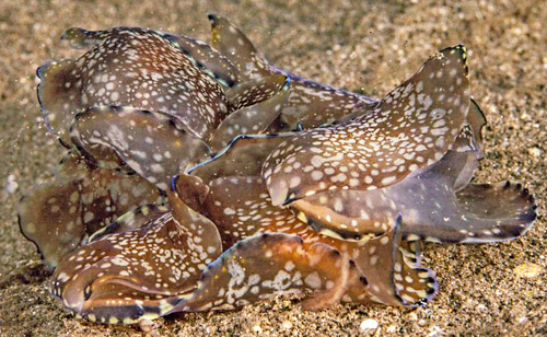 Philinopsis speciosa: mating cluster