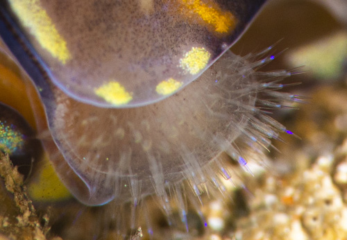 Philinopsis speciosa: sensory bristles, closeup