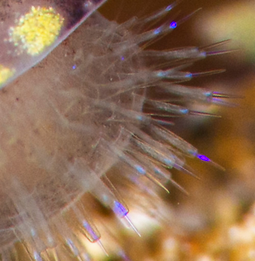 Philinopsis speciosa: sensory bristles, closeup