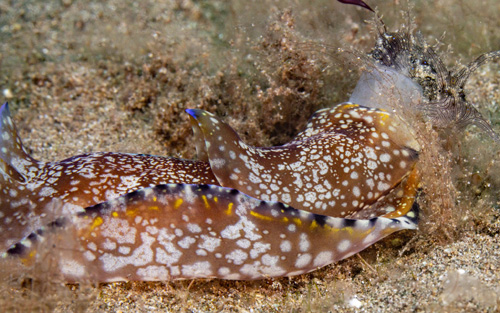 Philinopsis speciosa: attacking Stylocheilus striatus