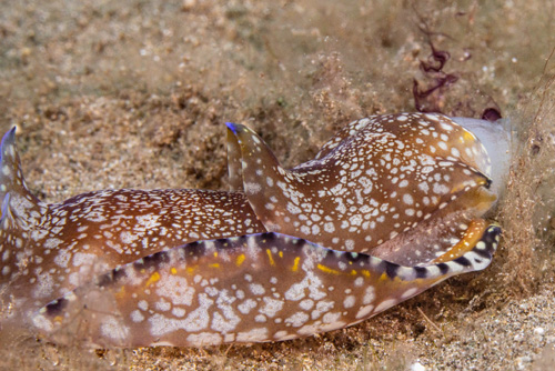 Philinopsis speciosa: attacking Stylocheilus striatus