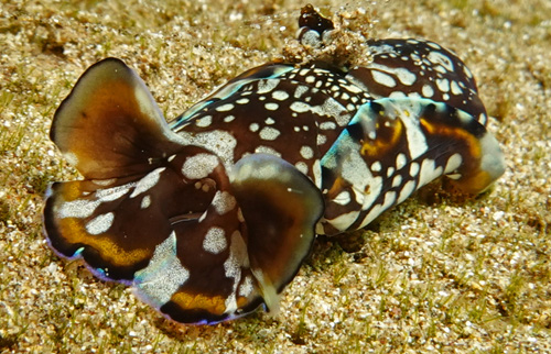 Philinopsis speciosa: numerous large spots