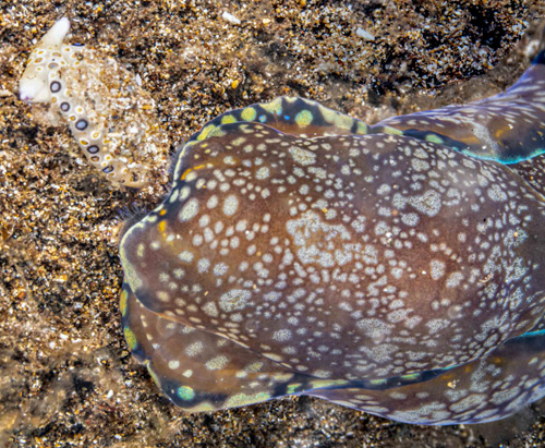 Philinopsis speciosa: attacking Plakobranchus ocellatus