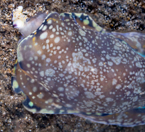 Philinopsis speciosa: attacking Plakobranchus ocellatus