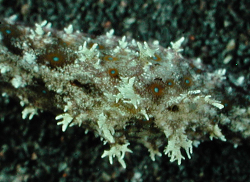 Phycophila euchlora: more white, detail