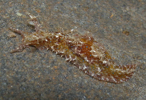 Phycophila euchlora: ocelli detail, whole animal