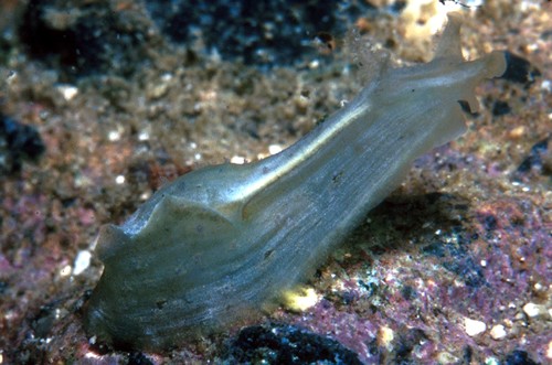 Phyllaplysia cf. lafonti