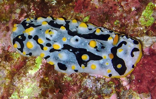 Phyllidia exquisita: 2nd animal