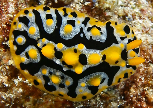 Phyllidia exquisita: more yellow