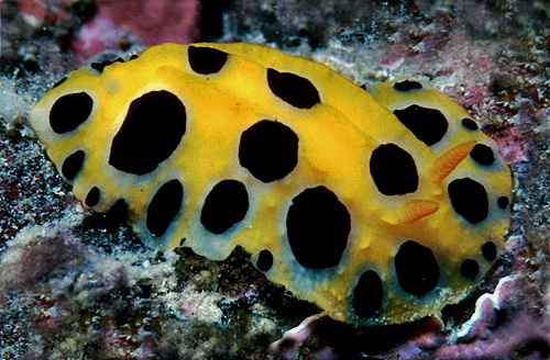 Phyllidia polkadotsa