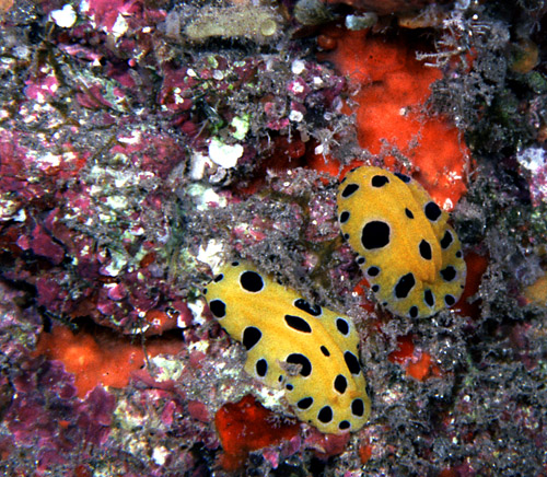 Phyllidia polkadotsa: feeding