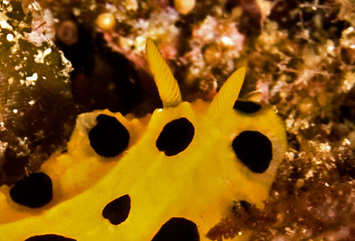 Phyllidia polkadotsa: rhinophores