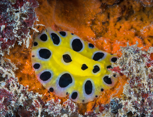 Phyllidia polkadotsa: feeding closeup