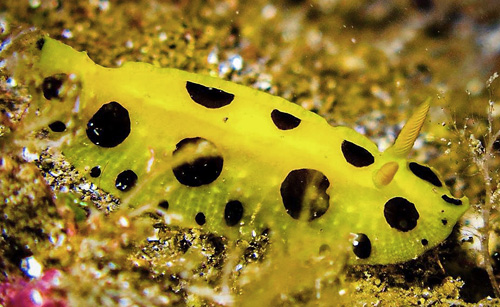 Phyllidia polkadotsa: side