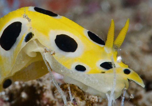 Phyllidia polkadotsa: side, deetail