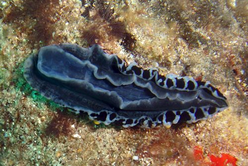 Phyllidia sp. #1: underside