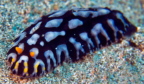 Phyllidia sp. #1: yellow limited to anterior end