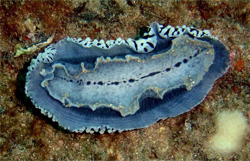 Phyllidia varicosa: underside