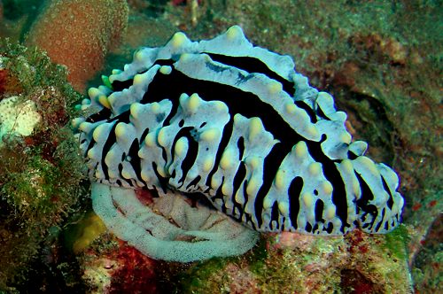 Phyllidia varicosa: laying eggs