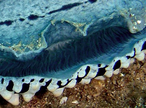 Phyllidia varicosa: close-up of secondary gills