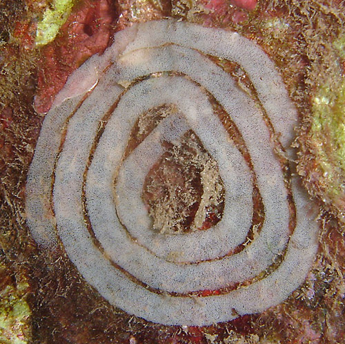 Phyllidia varicosa: egg mass