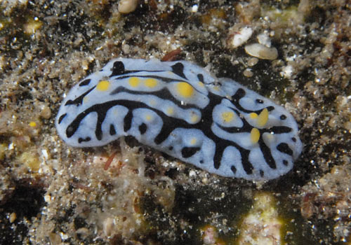 Phyllidia varicosa: young, about 25 mm