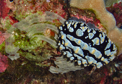 Phyllidia varicosa: on damaged egg mass