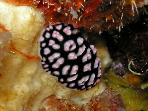 Phyllidiella pustulosa: feeding