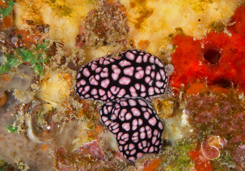 Phyllidiella pustulosa: feeding pair