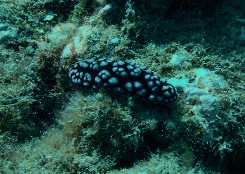 Phyllidiella pustulosa: without flash