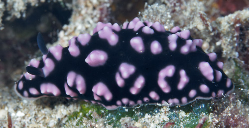 Phyllidiella pustulosa: less pink