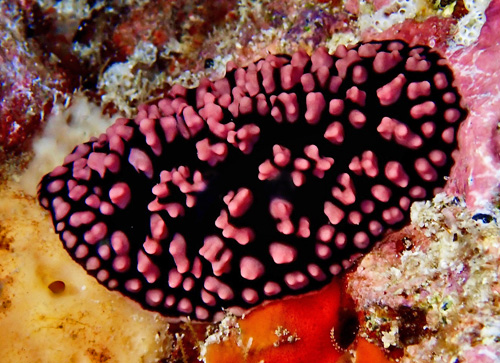 Phyllidiella pustulosa: less pink