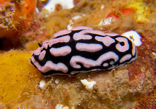 Phyllidiella rosans: feeding