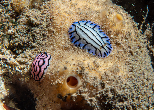 Phyllidiella rosans: on light orange sponge