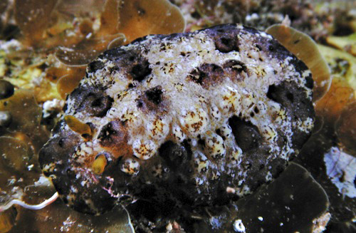 Phyllidiopsis cardinalis