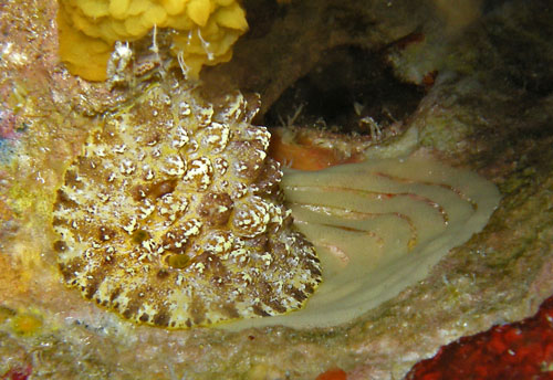 Phyllidiopsis cardinalis: with egg mass