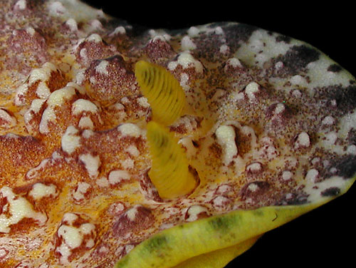 Phyllidiopsis cardinalis: rhinophores