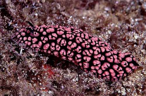 Phyllidiopsis fissurata