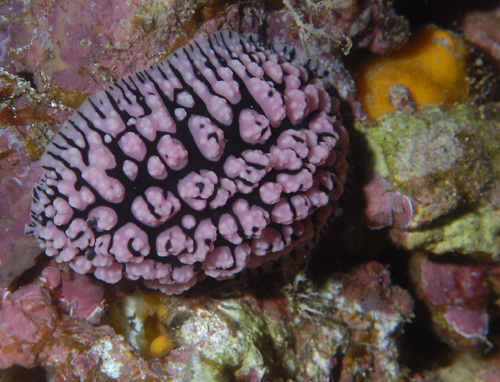 Phyllidiopsis fissurata: margin