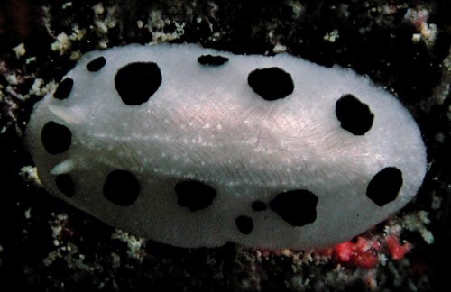 Phyllidiopsis loricata