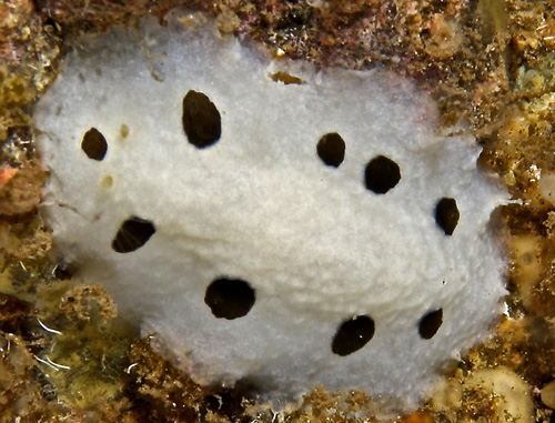 Phyllidiopsis loricata: dusky rhinophores